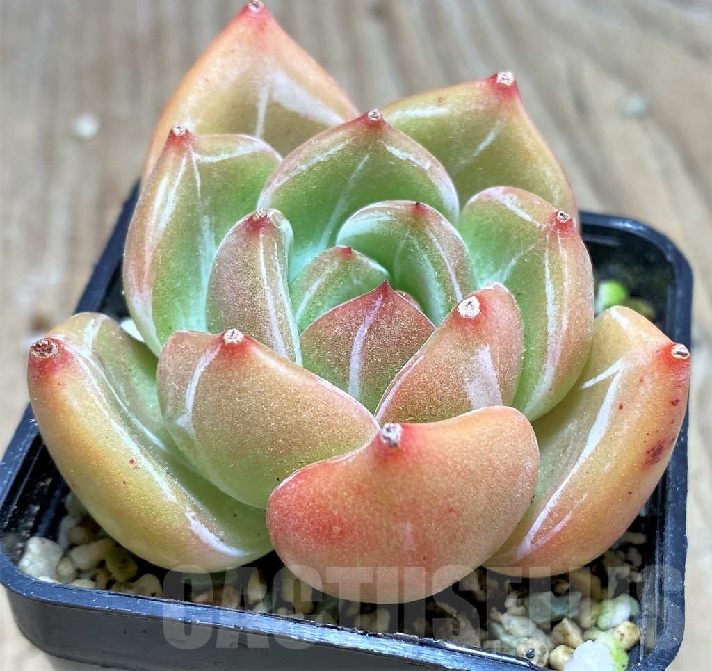 SHPR24921 Echeveria 'Champagne'