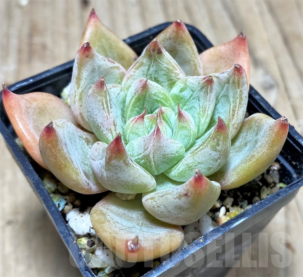 SHPR24923 Echeveria 'Rajoya'