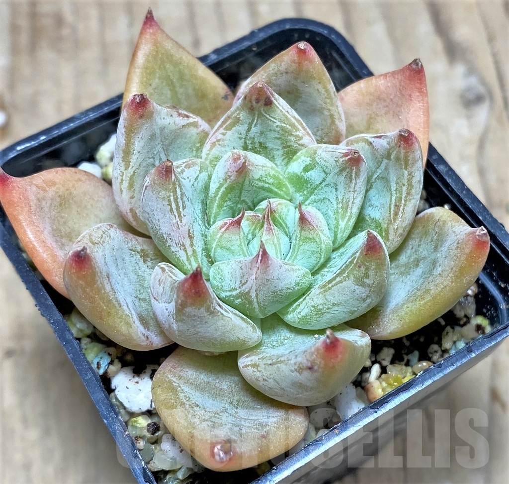 SHPR24923 Echeveria 'Rajoya' - Зображення 2