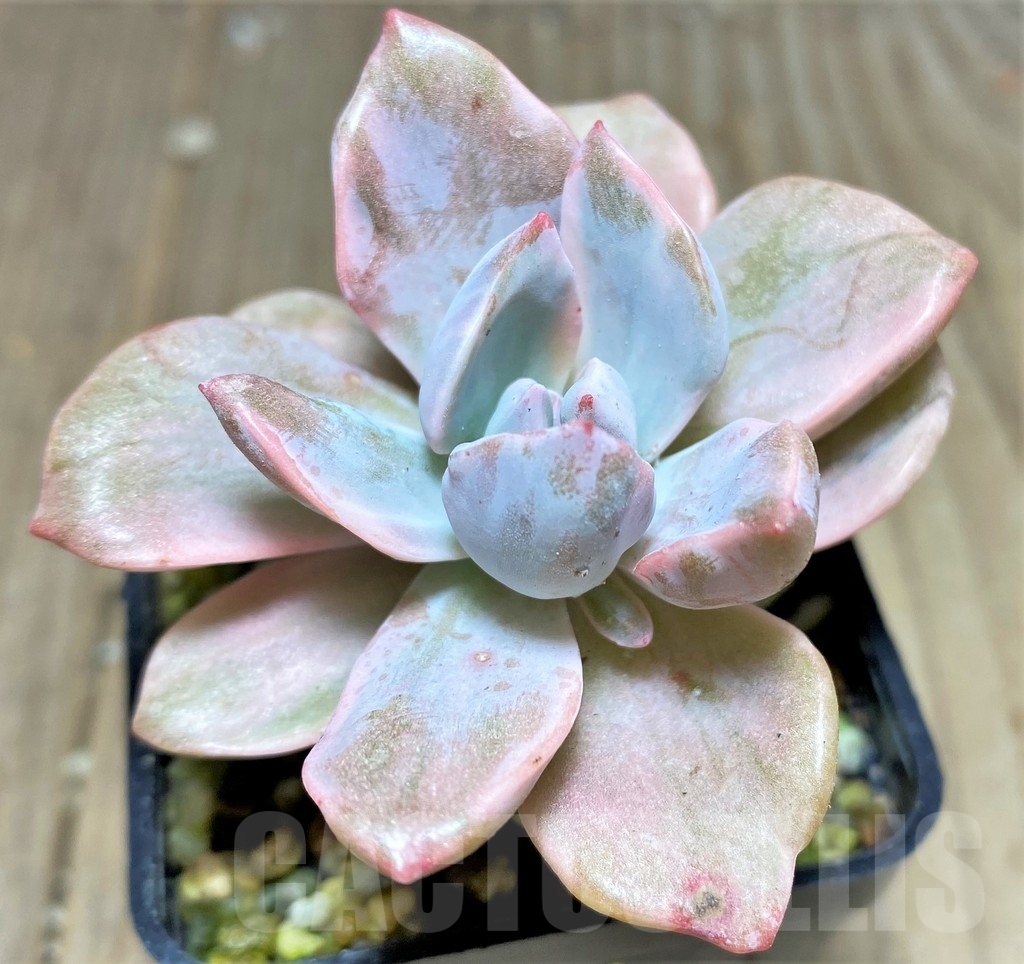 SHPR24925 Graptoveria 'Mrs Richards' f. variegata - Image 2