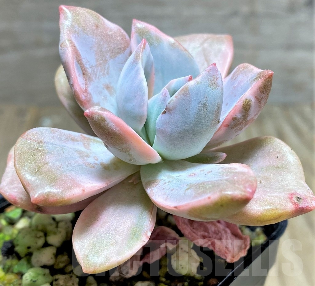 SHPR24925 Graptoveria 'Mrs Richards' f. variegata