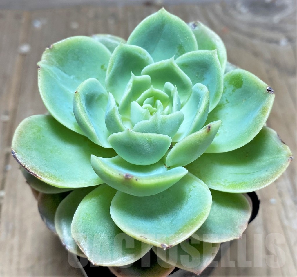 SHPR24926 Echeveria hybrid