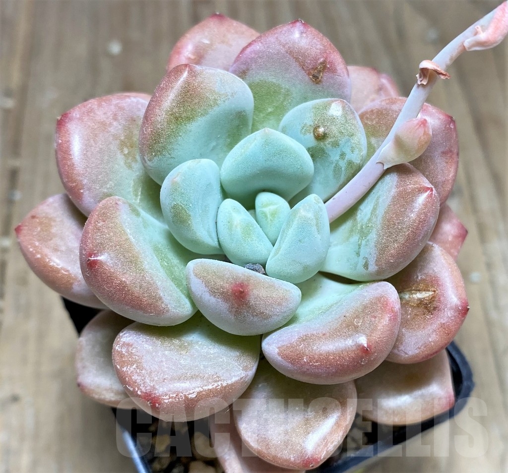 SHPR24928 Echeveria hybrid - Image 2