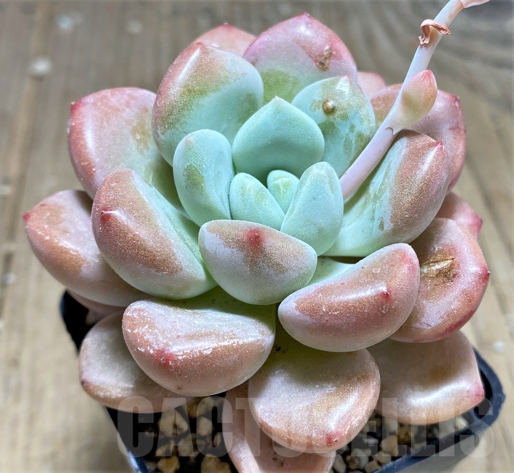 SHPR24928 Echeveria hybrid