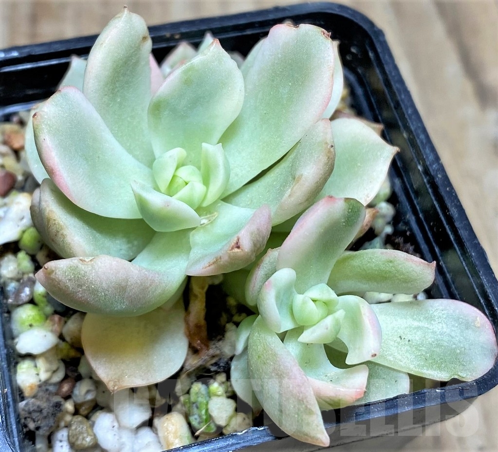 SHPR24930 Echeveria 'Deren-Oliver' f. variegata - Image 2