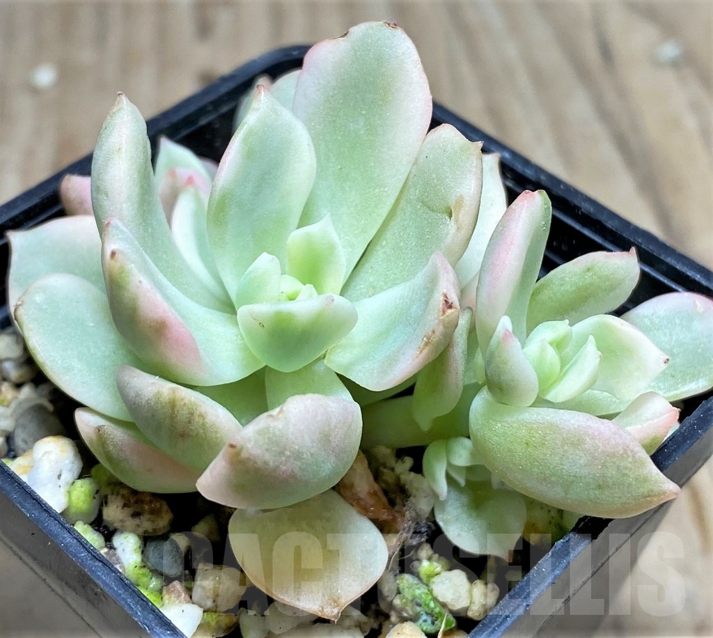 SHPR24930 Echeveria 'Deren-Oliver' f. variegata