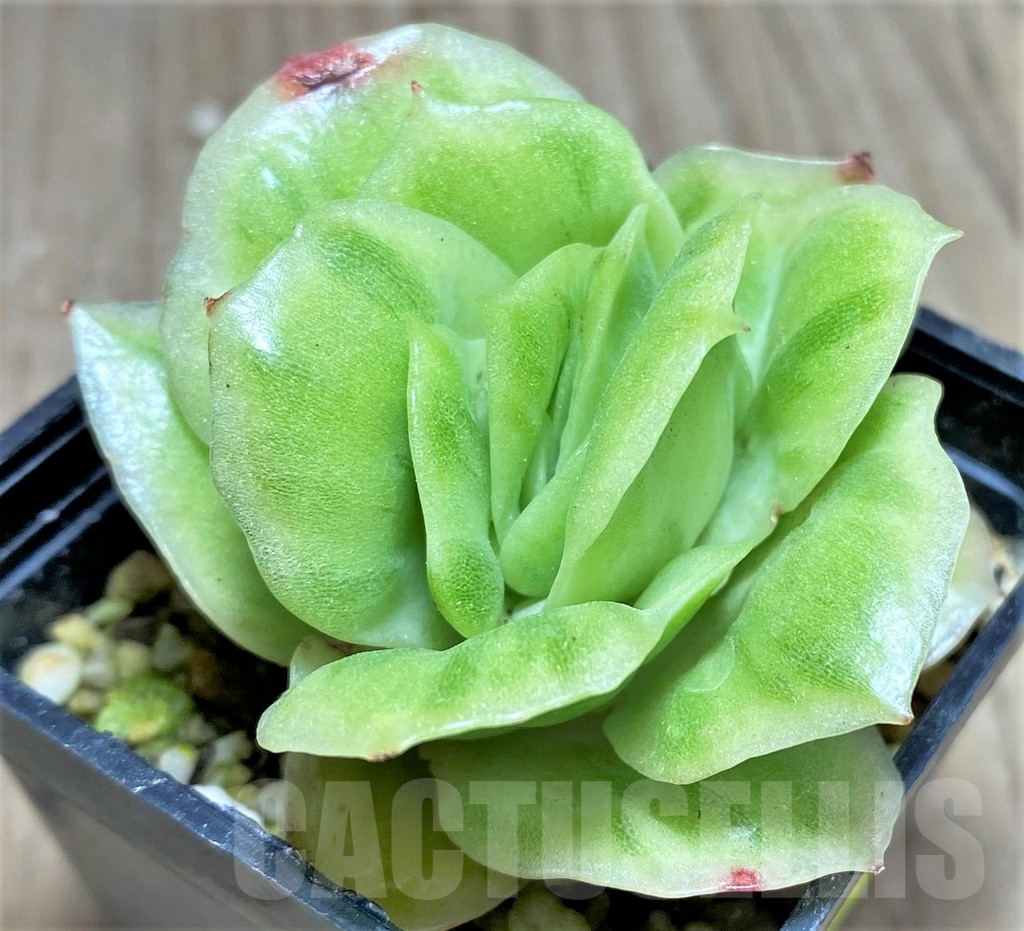 SHPR24931 Echeveria 'Ice Rose' f. variegata - 画像 (2)