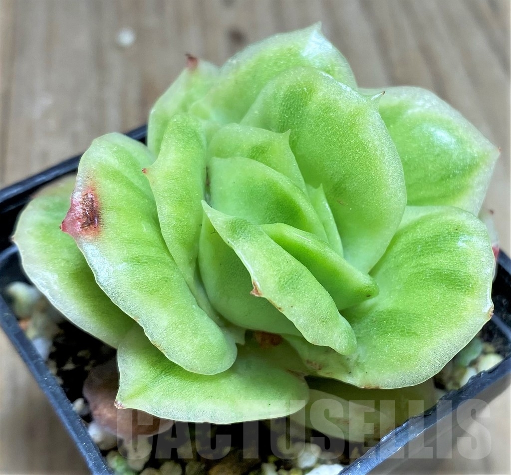 SHPR24931 Echeveria 'Ice Rose' f. variegata