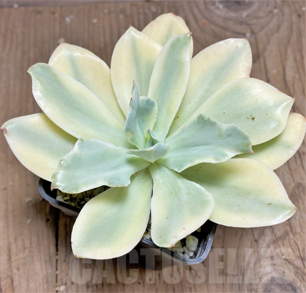 SHPR24933 Echeveria 'Moon River' f. variegata - Image 2