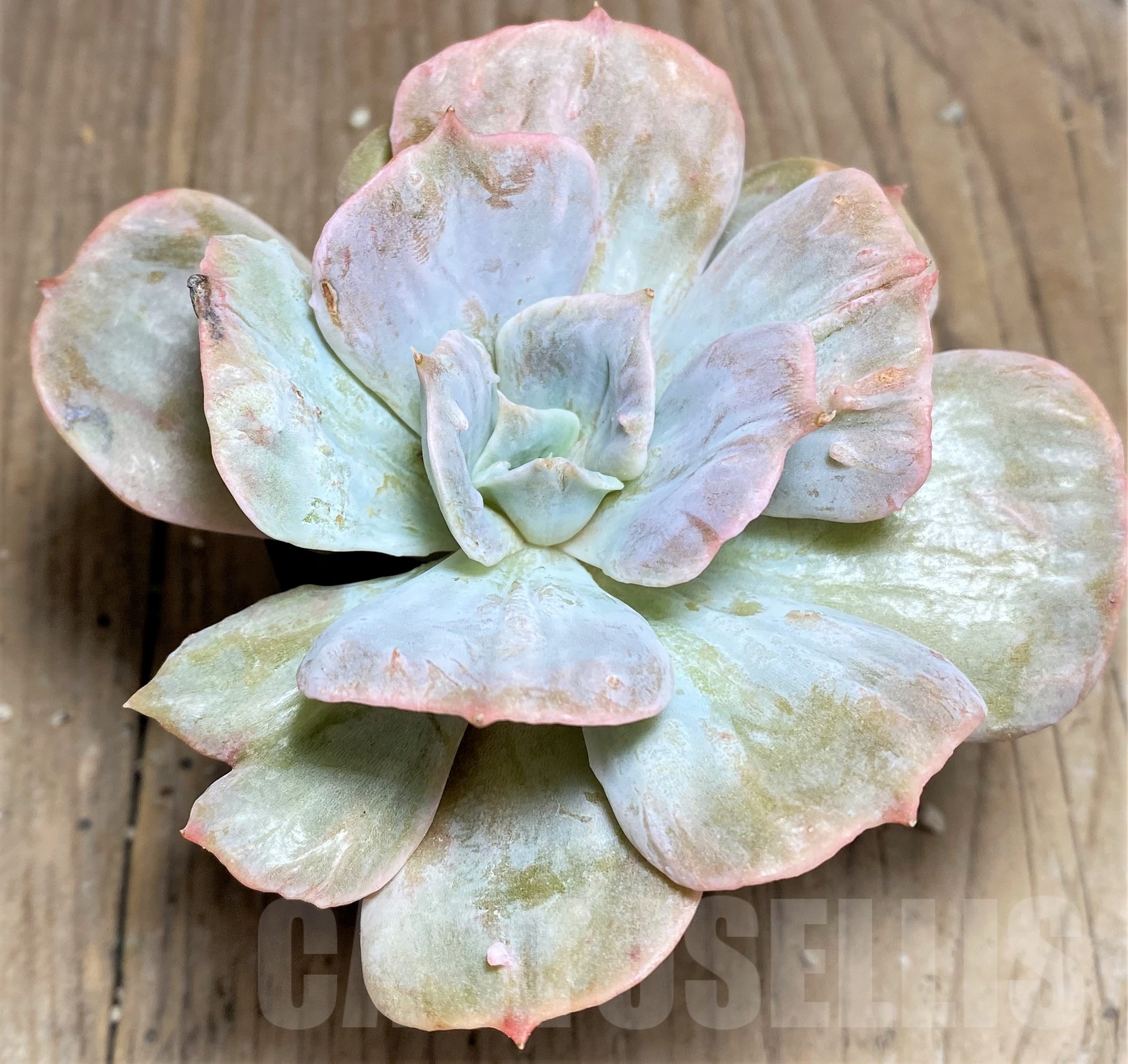 SHPR24936 Echeveria' Lilacina marble' – Image 2