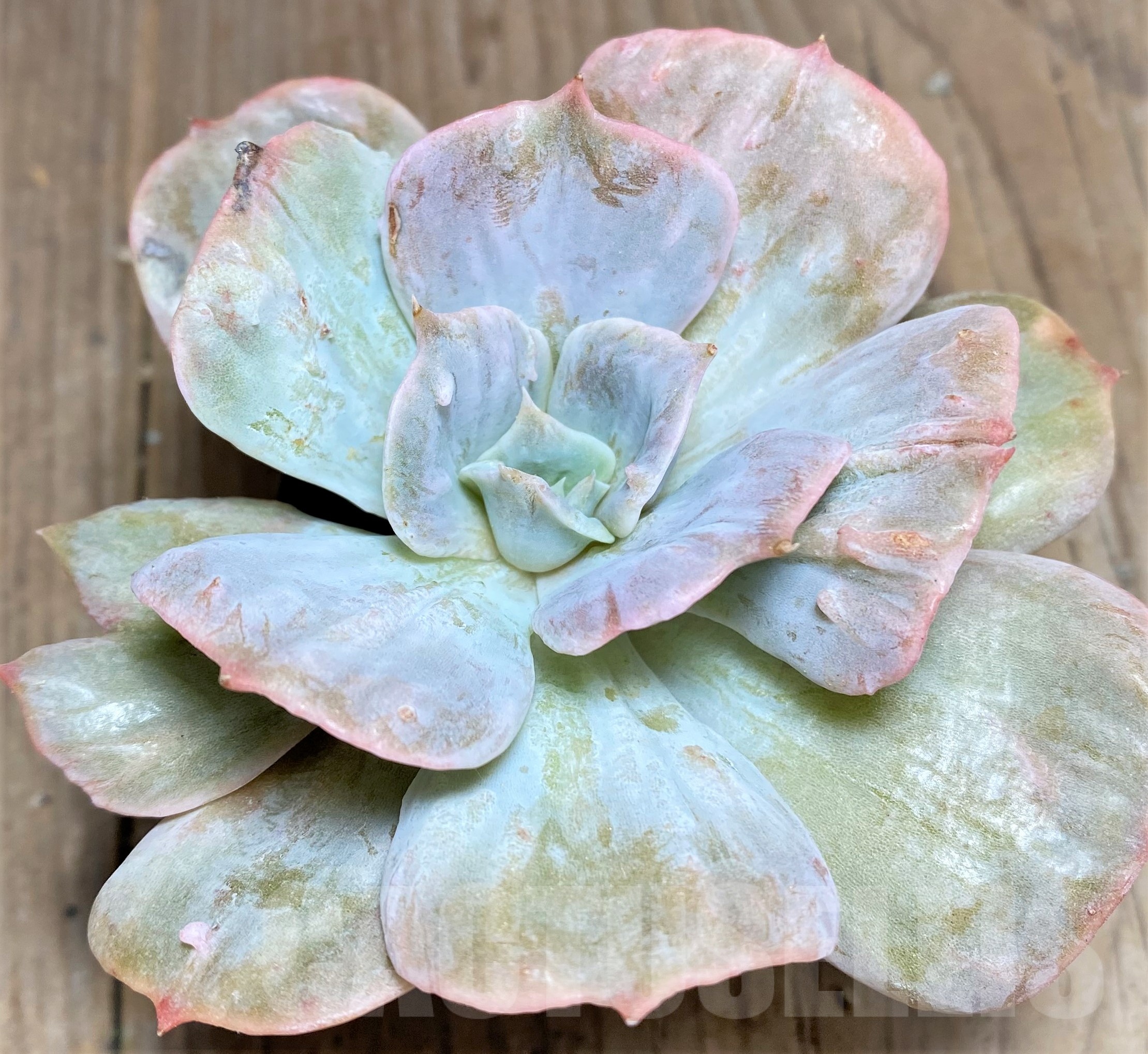 SHPR24936 Echeveria' Lilacina marble'