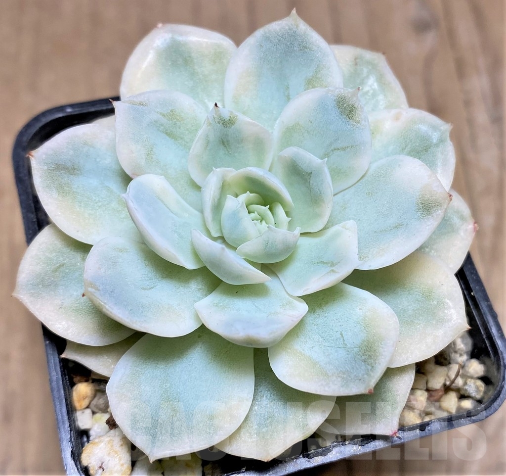 SHPR24940 Echeveria 'Mexican Snowball' f. variegata - immagine 2