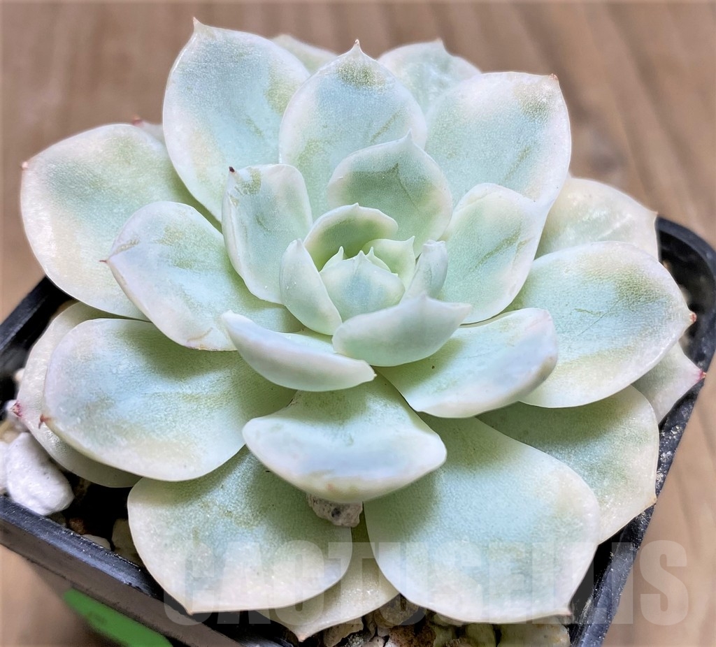 SHPR24940 Echeveria 'Mexican Snowball' f. variegata