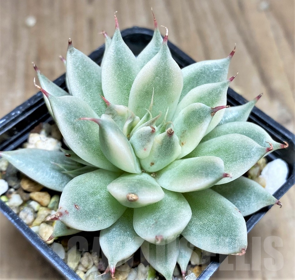 SHPR24943 Echeveria ssp. graptoveria 'Silver Star' f. variegata – Bild 2