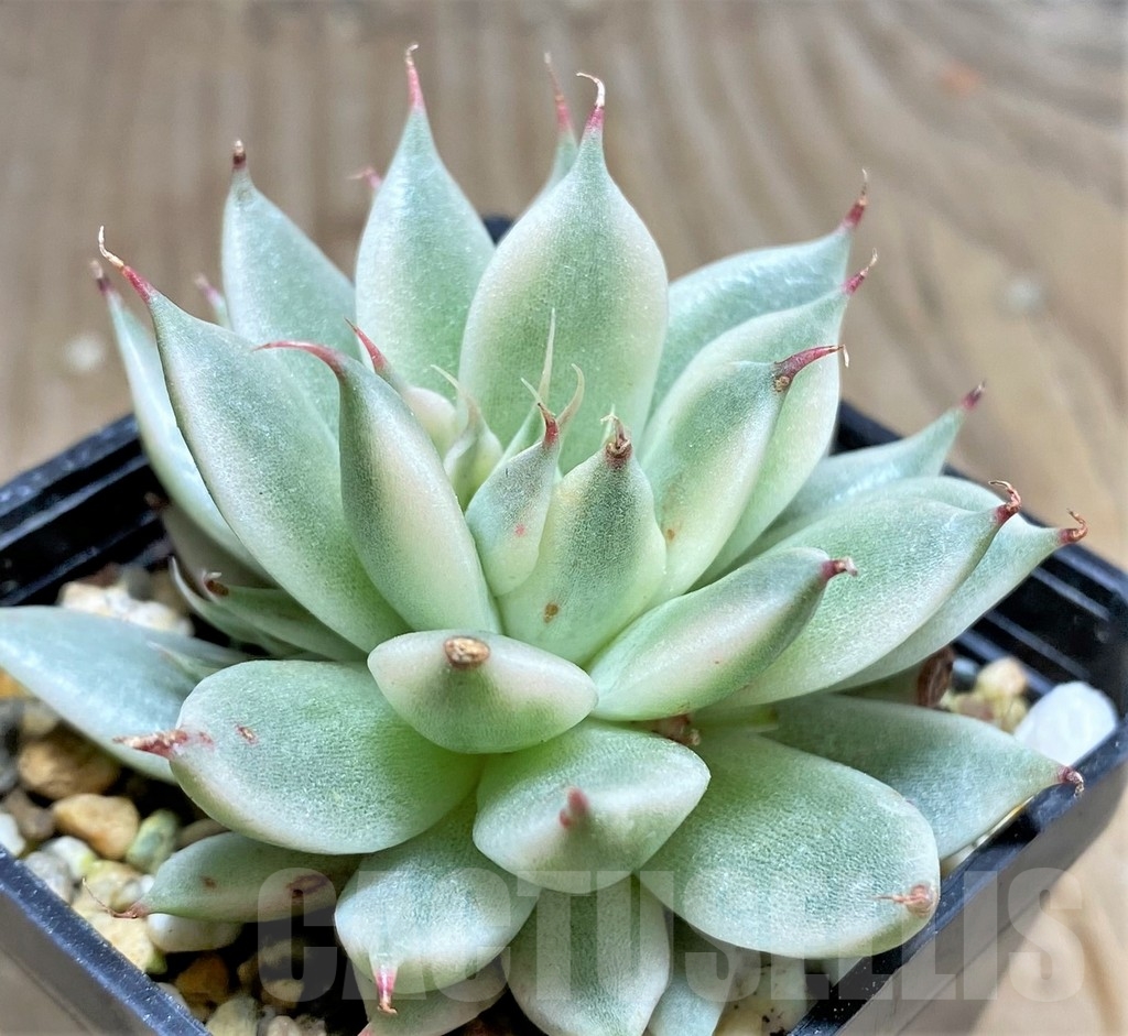 SHPR24943 Echeveria ssp. graptoveria 'Silver Star' f. variegata