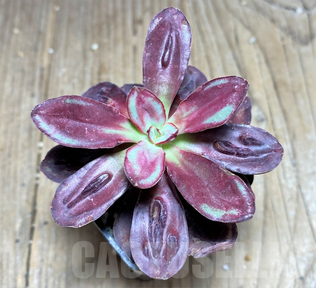SHPR24945 Echeveria nodulosa with bomps – Bild 2