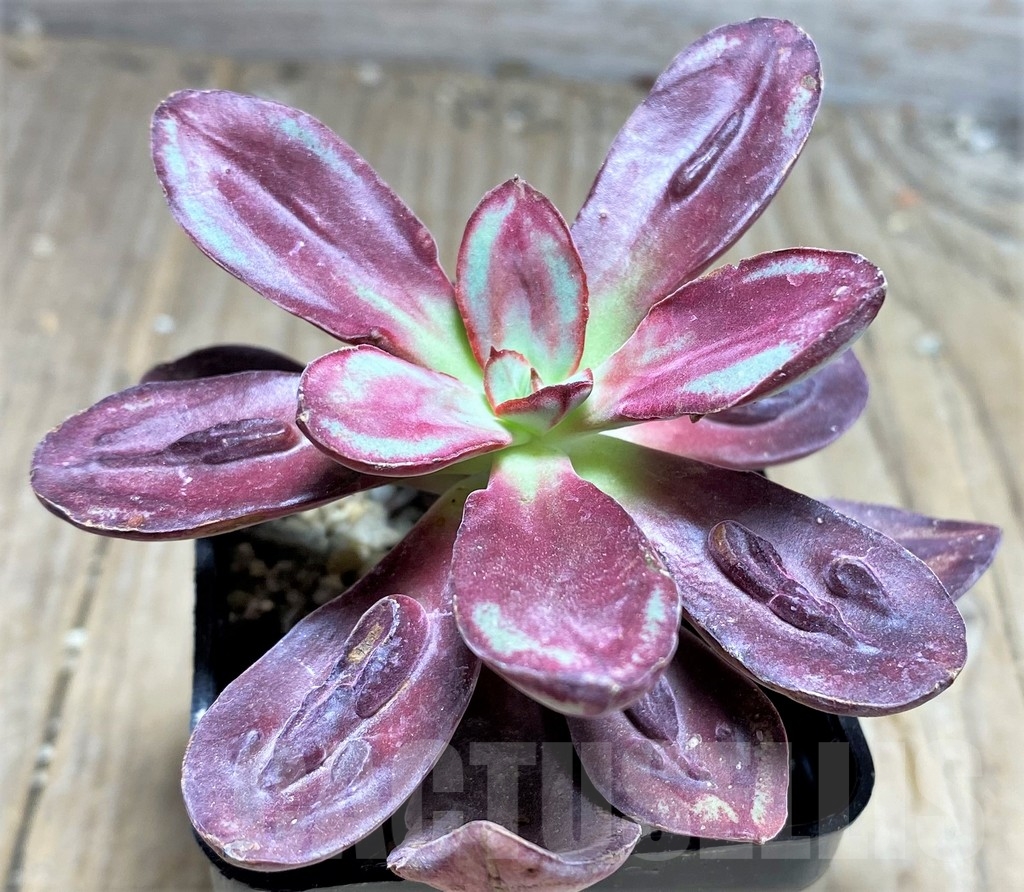 SHPR24945 Echeveria nodulosa with bomps