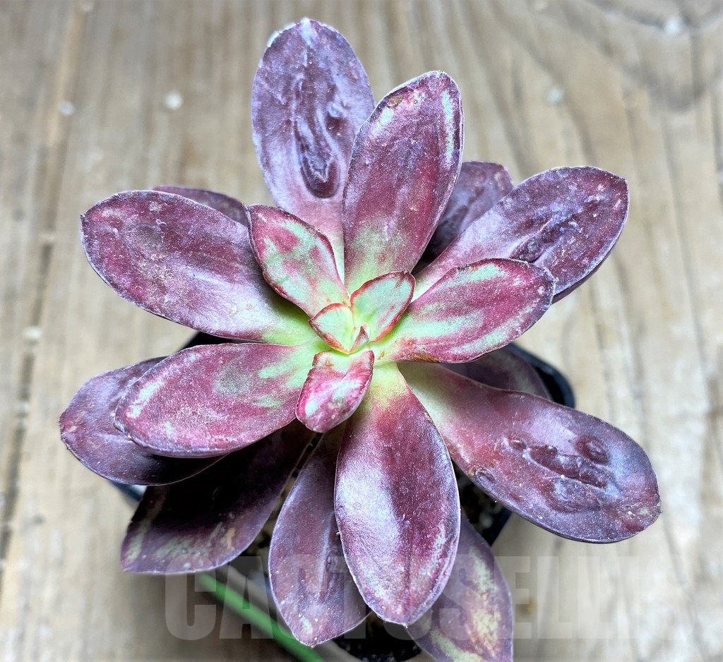 SHPR24947 Echeveria nodulosa with bomps - Image 2