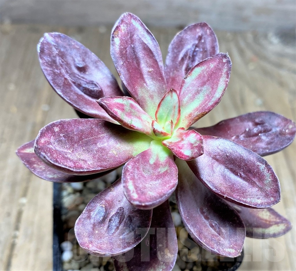 SHPR24947 Echeveria nodulosa with bomps