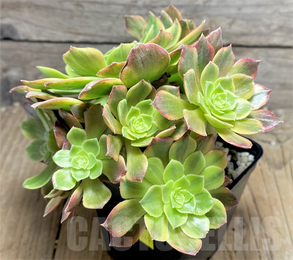 SHPR24949 Aeonium 'Halloween' f. variegata, yellow color