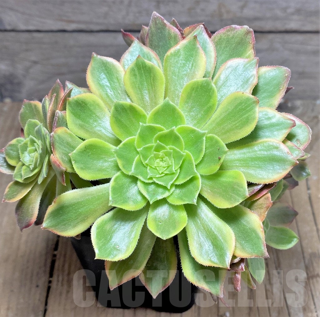 SHPR24949 Aeonium 'Halloween' f. variegata, yellow color - Image 2