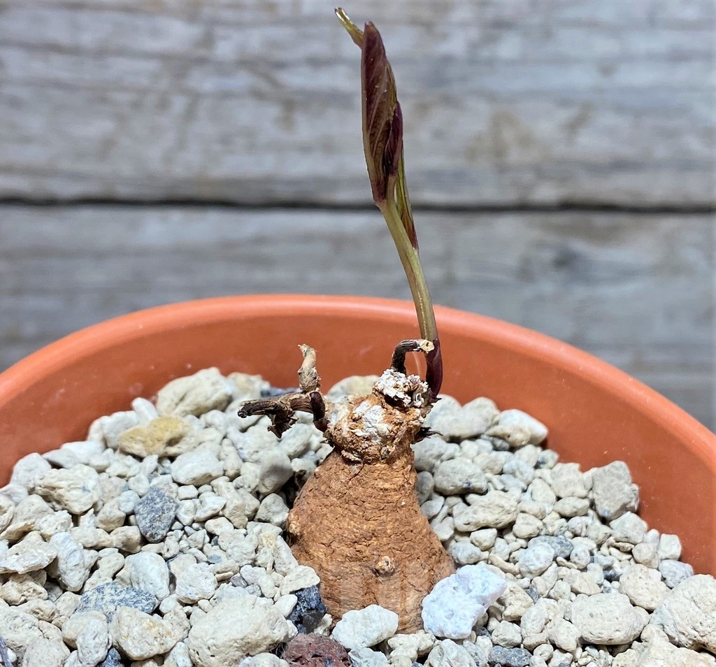 SHPR24958 Ipomoea sp. ES 20711, whitr flower