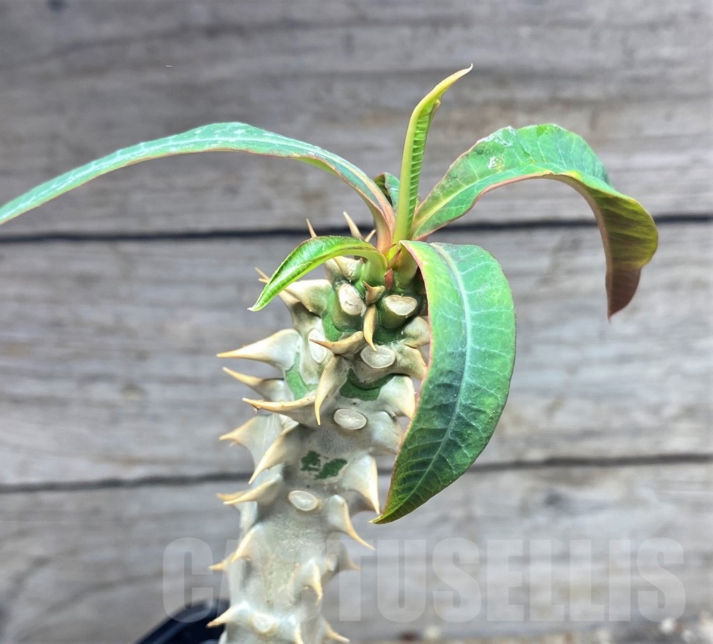 SHPR24962 Euphorbia paulianii syn. perrieri v. elongata