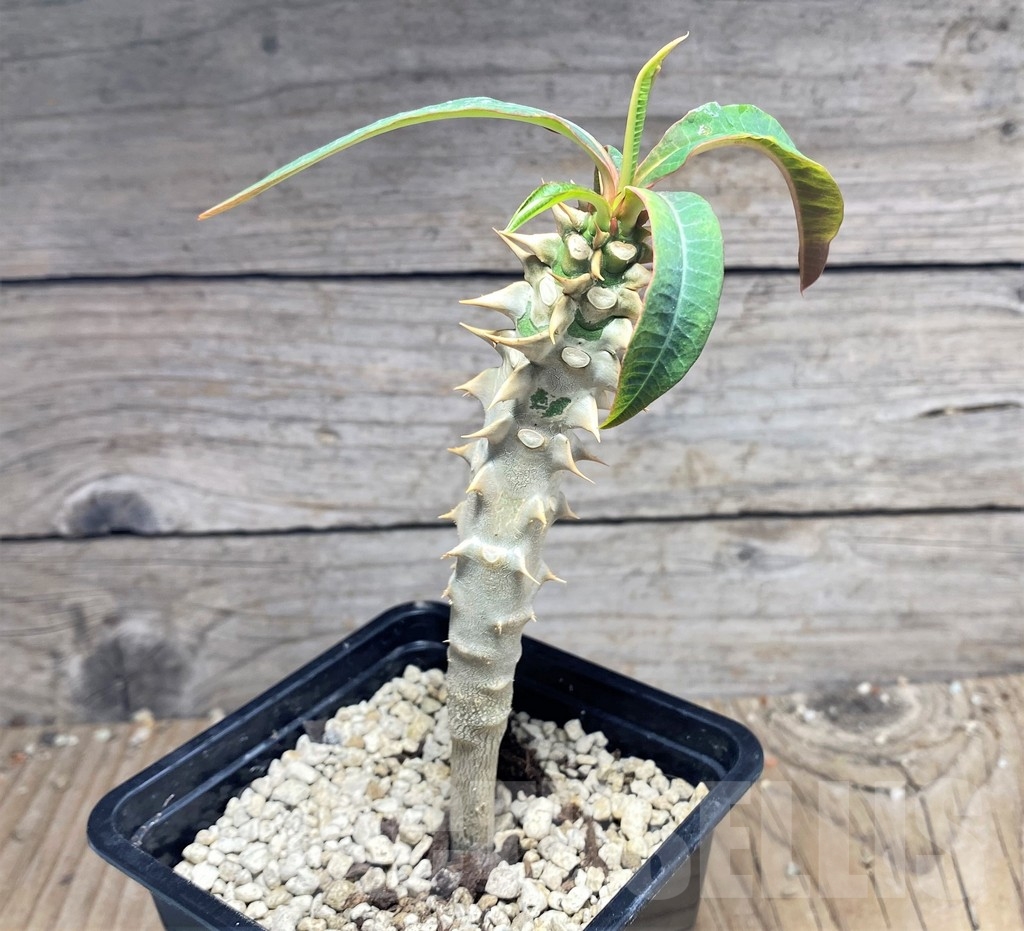 SHPR24962 Euphorbia paulianii syn. perrieri v. elongata - Image 2