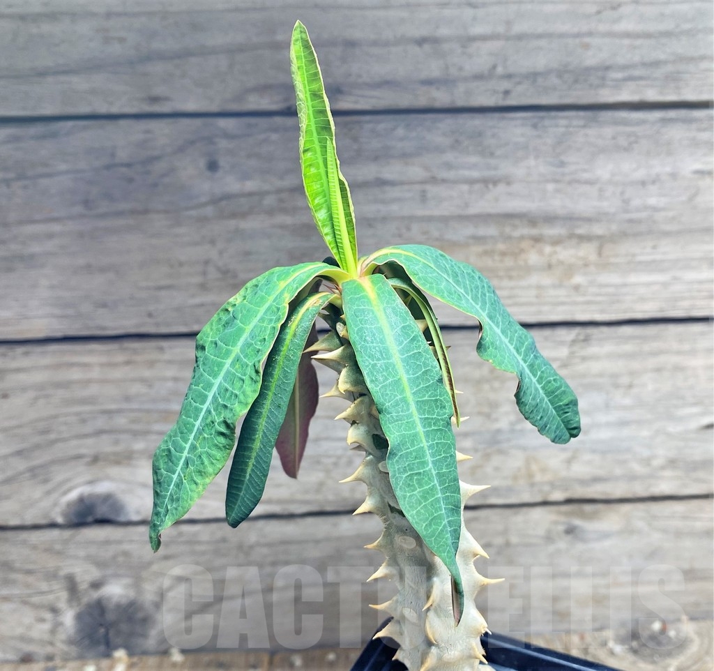 SHPR24963 Euphorbia paulianii syn. perrieri v. elongata