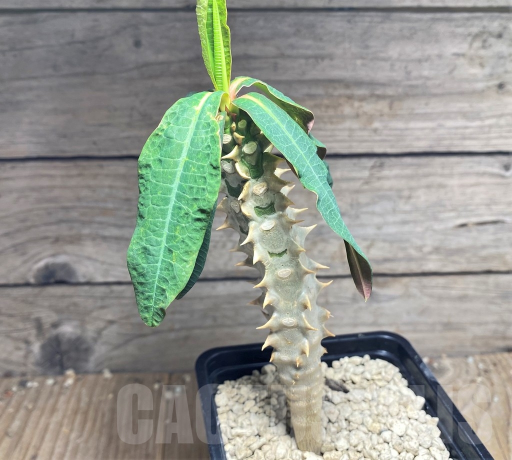 SHPR24963 Euphorbia paulianii syn. perrieri v. elongata - 画像 (2)