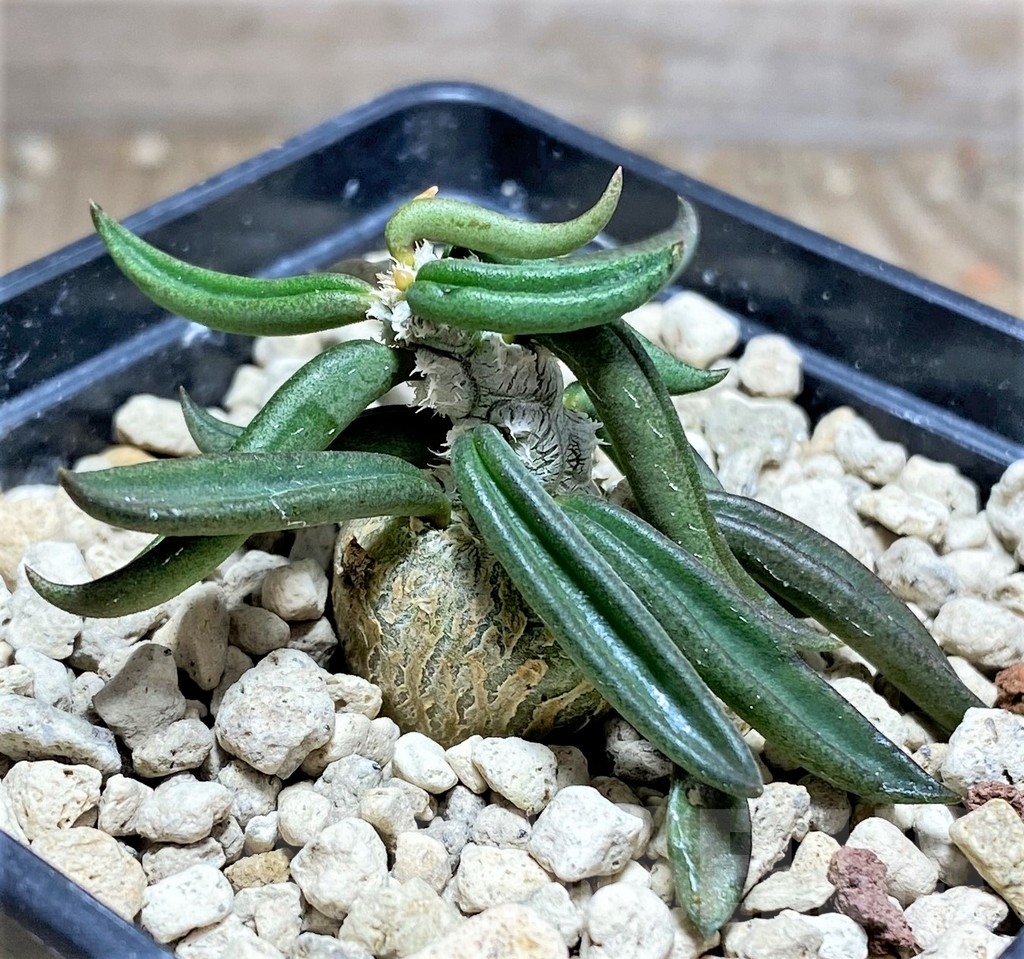 SHPR24964 Euphorbia cylindrifolia ssp. tuberifera - Image 2