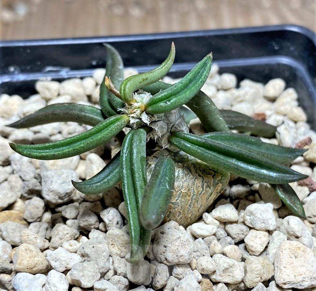 SHPR24964 Euphorbia cylindrifolia ssp. tuberifera