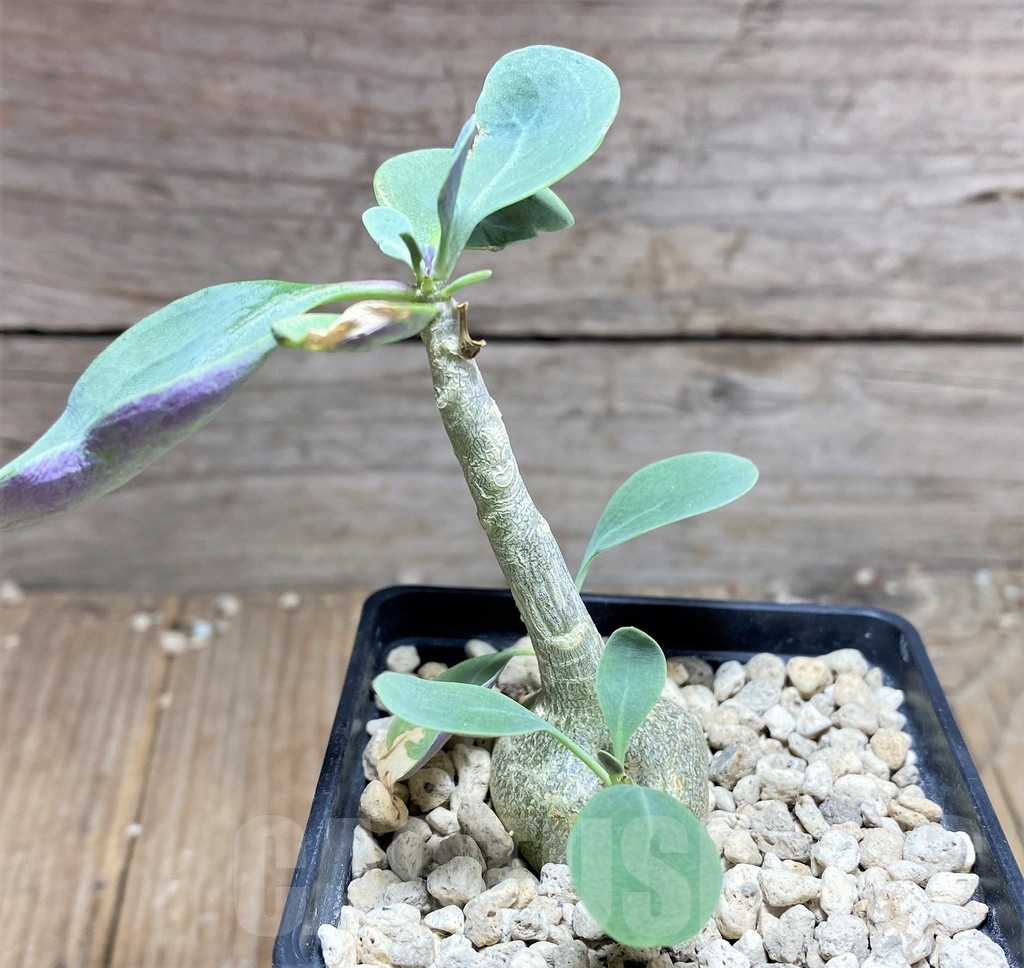 SHPR24968 Othonna triplinervia – Image 2