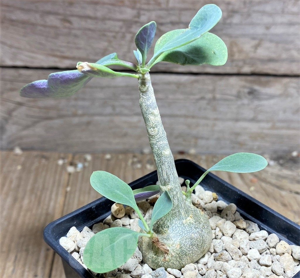 SHPR24968 Othonna triplinervia