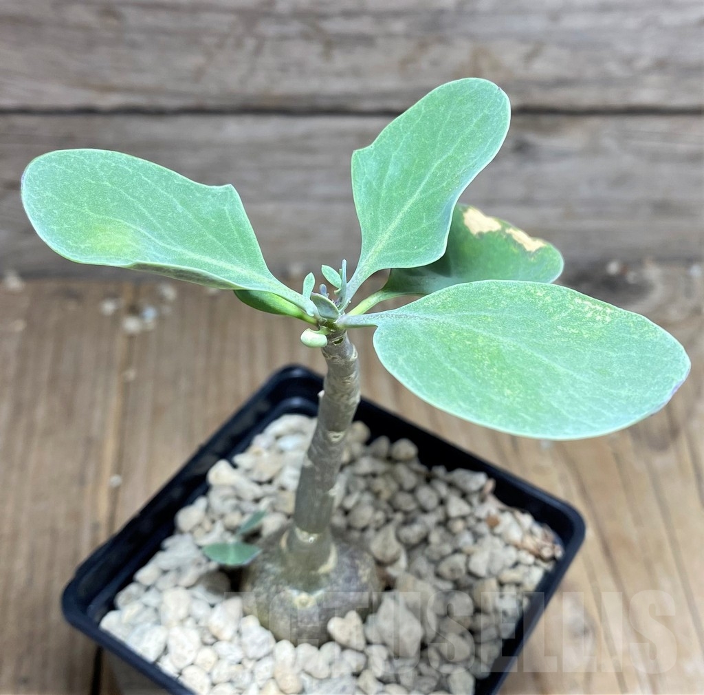 SHPR24970 Othonna triplinervia