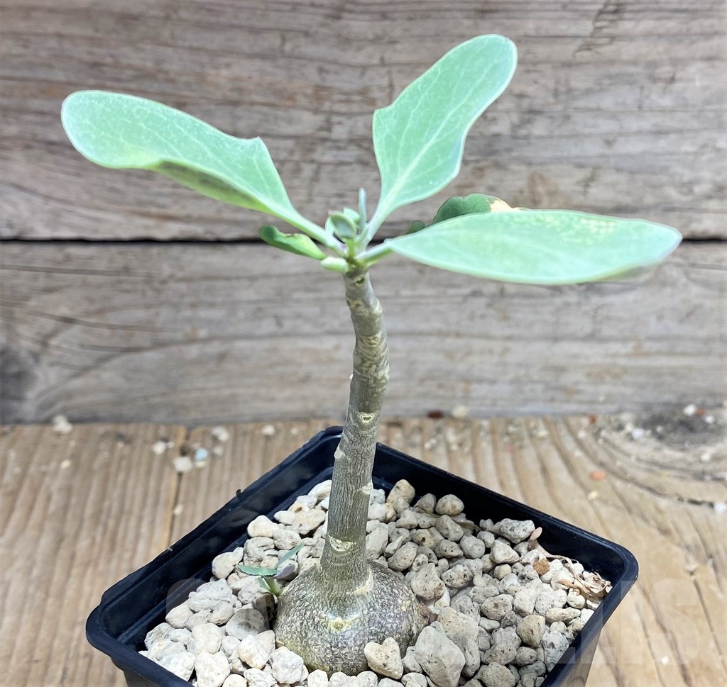 SHPR24970 Othonna triplinervia – Image 2