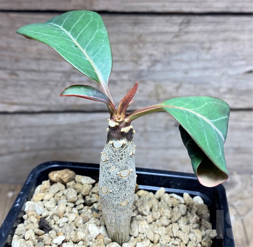 SHPR24971 Euphorbia millotii – Image 2