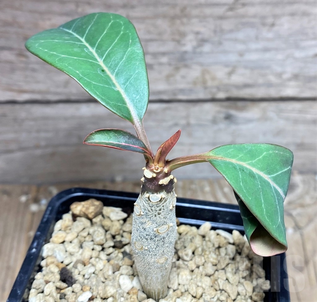 SHPR24971 Euphorbia millotii