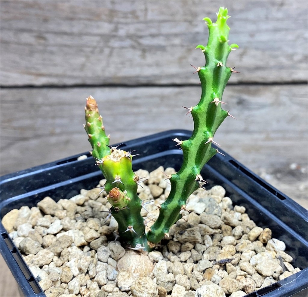 SHPR24975 Euphorbia vandermerwei knuthii type - Image 2