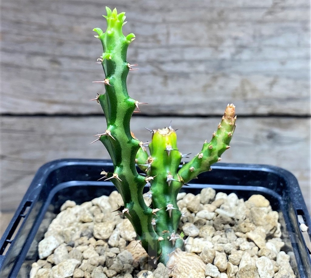 SHPR24975 Euphorbia vandermerwei knuthii type