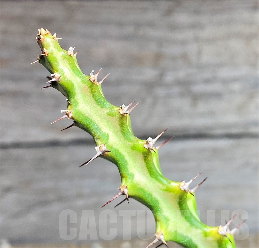 SHPR24976 Euphorbia vandermerwei knuthii type