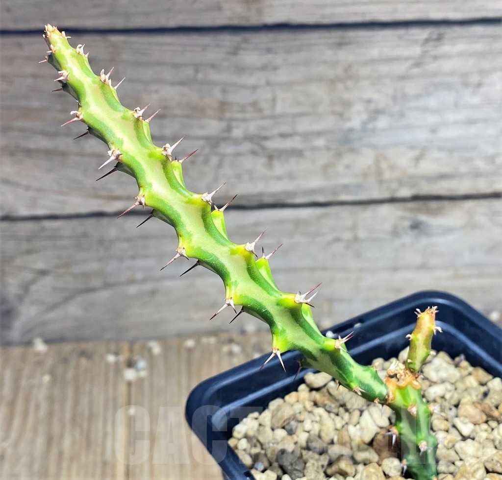 SHPR24976 Euphorbia vandermerwei knuthii type – Image 2