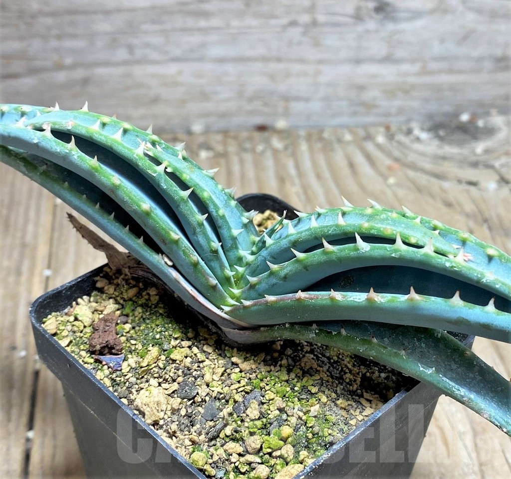 SHPR24977 Aloe suprafoliata