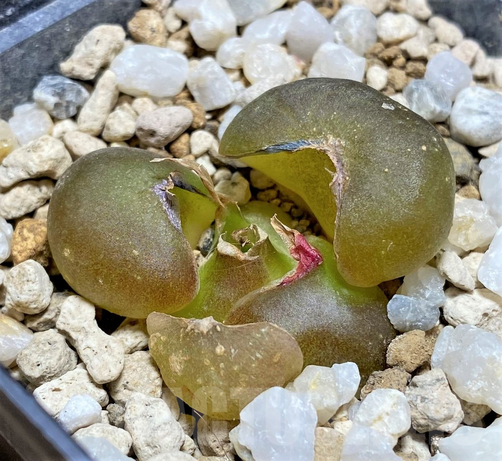 SHPR25140 Drimia haworthioides - immagine 2