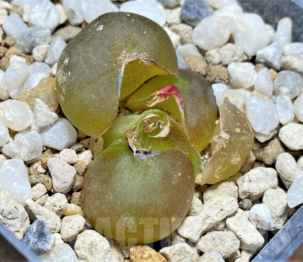 SHPR25140 Drimia haworthioides