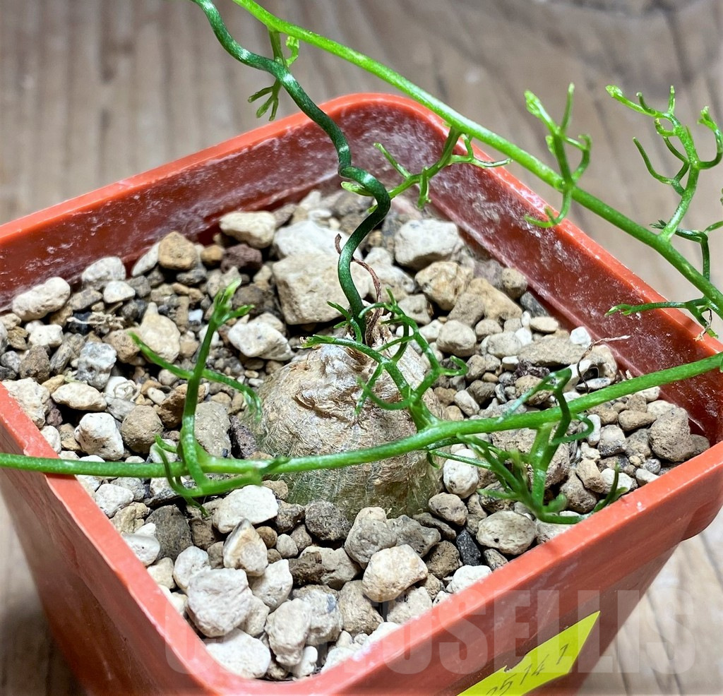 SHPR25141 Bowiea volubilis