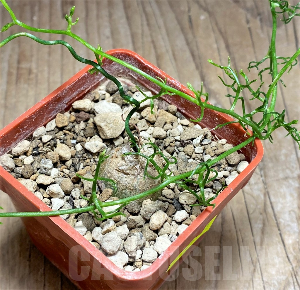 SHPR25141 Bowiea volubilis - Obrázek 2