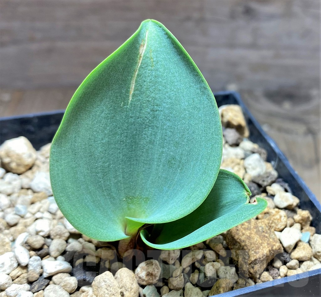 SHPR25142 Eriospermum aff. mackenii ES22864 - Imagen 2