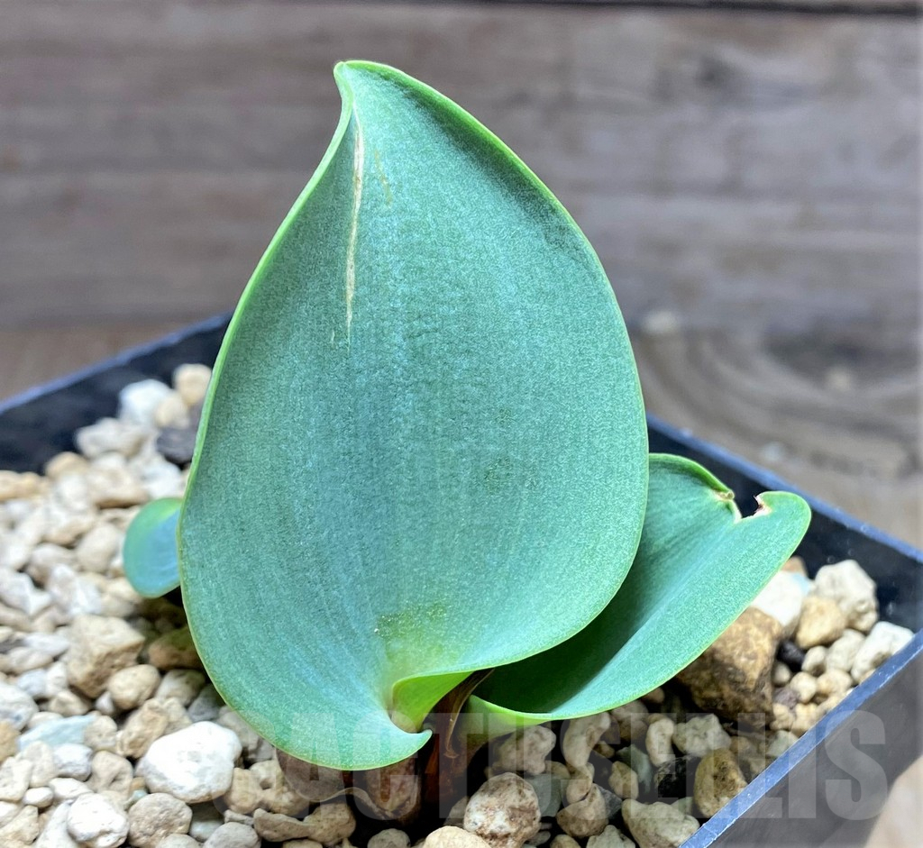 SHPR25142 Eriospermum aff. mackenii ES22864