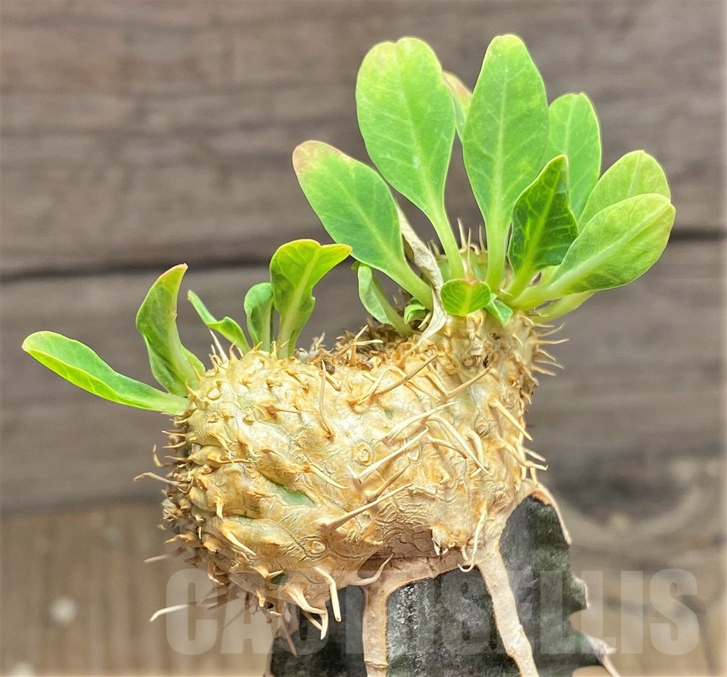 SHPR25143 Euphorbia guillauminiana f. cristata, grafted